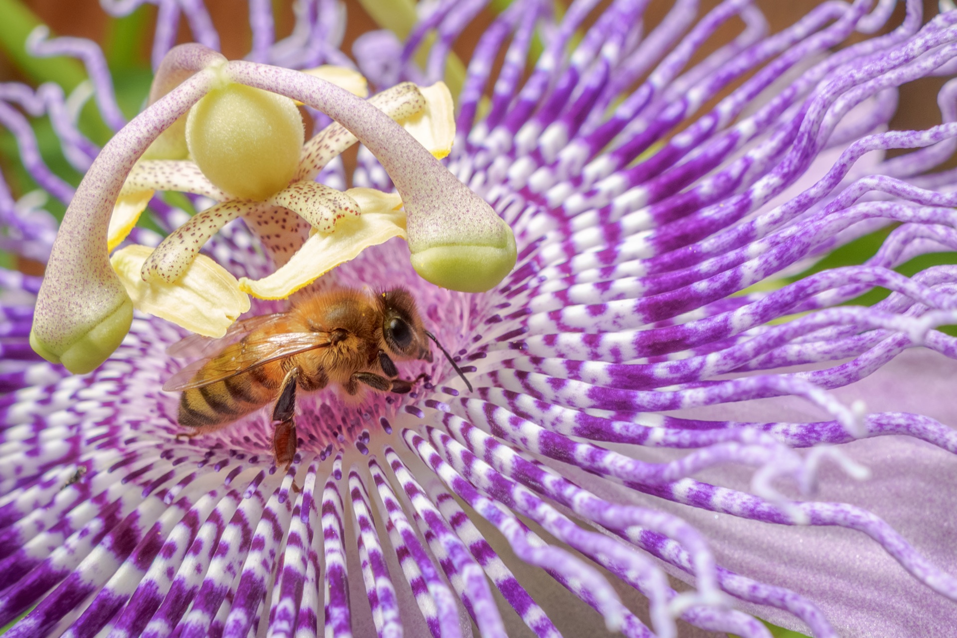 Bee on passionflower